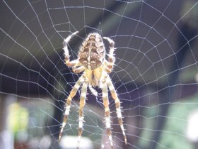 Kreuzspinne im Herbst