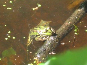 Kröte am Schnepfenweiher